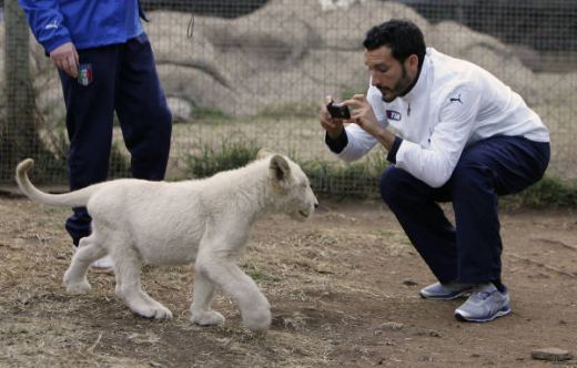 Italienii se antreneaza cu leii! Vezi superfoto cu Toni, De Rossi si Cannavaro in Africa!_15
