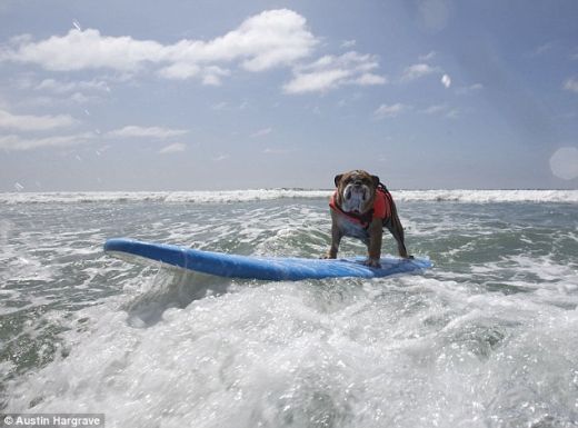 Si cainii fac surfing! VEZI Foto:_2