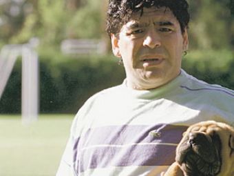 Acesta este cainele care l-a muscat de fata pe Maradona!
