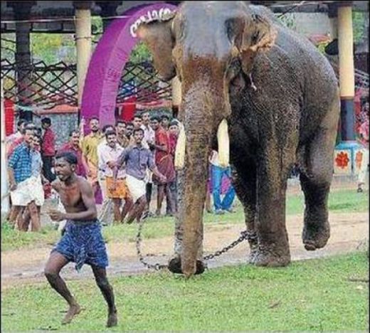 SOCANT! Asta e wrestling cu elefanti!_2