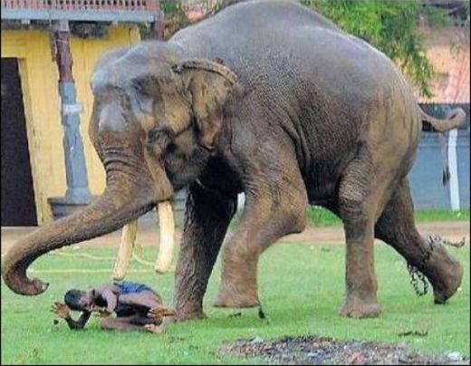 SOCANT! Asta e wrestling cu elefanti!_3