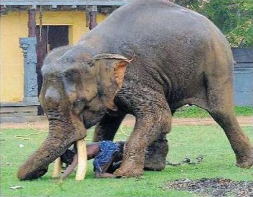 SOCANT! Asta e wrestling cu elefanti!_4