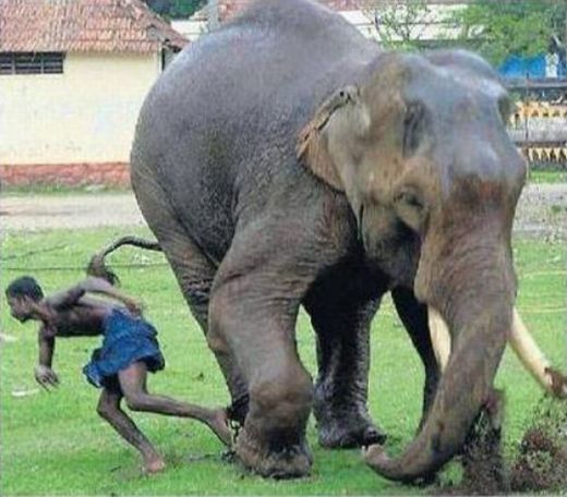 SOCANT! Asta e wrestling cu elefanti!_5