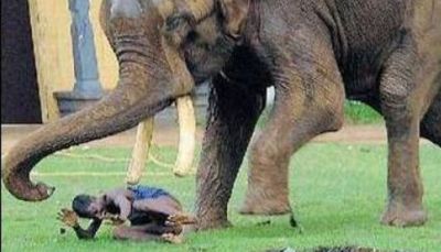 SOCANT! Asta e wrestling cu elefanti!_1