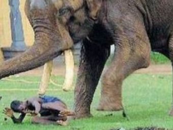 SOCANT! Asta e wrestling cu elefanti!