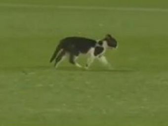 VIDEO! O&nbsp;pisica a intrat pe teren:&nbsp;Franta, aproape de RUSINE cu&nbsp;Tunisia: 1-1! Vezi ce gol a dat Gallas