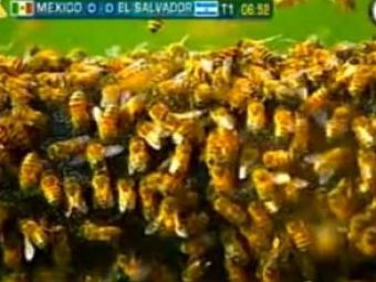 Mexic - El Salvador, intrerupt din cauza albinelor ucigase! VIDEO: