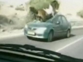 VIDEO / Accident incredibil intre o masina si un.. CAL!