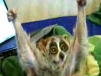 VIDEO / Vezi cum sta la scarpinat regele raton din Madagascar :)