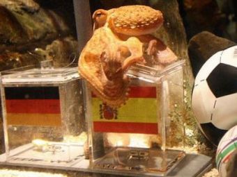 
	SOC in Germania! Caracatita prezicatoare a ales Spania in finala Cupei Mondiale!
