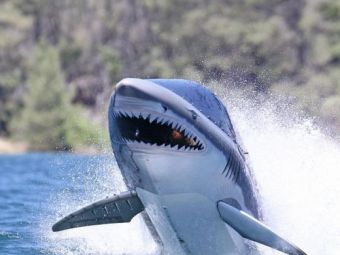 
	VIDEO FABULOS! Un rechin, transformat intr-o barca de SUPER viteza! Nu rata asta!
