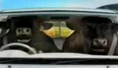 
	VIDEO&nbsp;/ Si taurii pot conduce o masina! La propriu. Vezi aici cea mai tare reclama!
