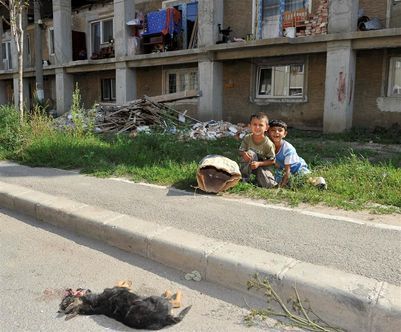 CE oameni RAI: Deseuri si caini morti pe strada - asa a inceput aventura in Transilvania! Imagini socante:_18