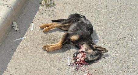 CE oameni RAI: Deseuri si caini morti pe strada - asa a inceput aventura in Transilvania! Imagini socante:_32