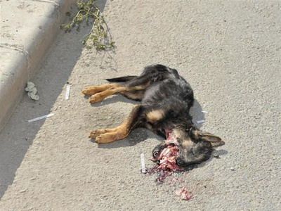 CE oameni RAI: Deseuri si caini morti pe strada - asa a inceput aventura in Transilvania! Imagini socante:_39