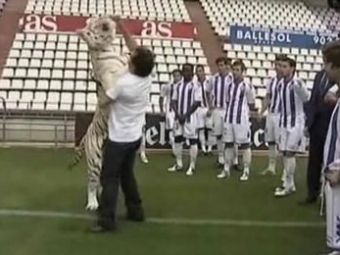 
	VIDEO / Un tigru siberian joaca fotbal la Valladolid! :)
