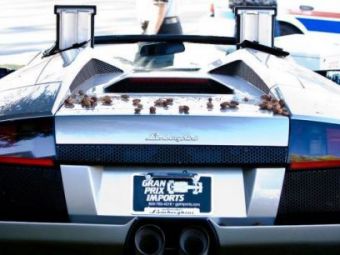 
	FOTO! E asta cel mai PROST sofer din lume? Vezi ce a facut cu un Lamborghini de 200.000 euro proaspat cumparat!
