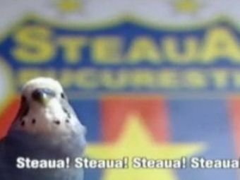 
	VIDEO / Papagalul stelist asteapta derby-urile cu Rapid! Vezi cum striga: &quot;Steaua! Steaua! Steaua!&quot;
