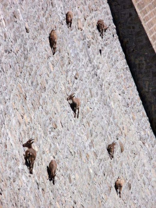 FOTO INCREDIBIL: Uita-te mai aproape la punctele de pe peretele acestui baraj din Italia. Spune-ne ce vezi:_4
