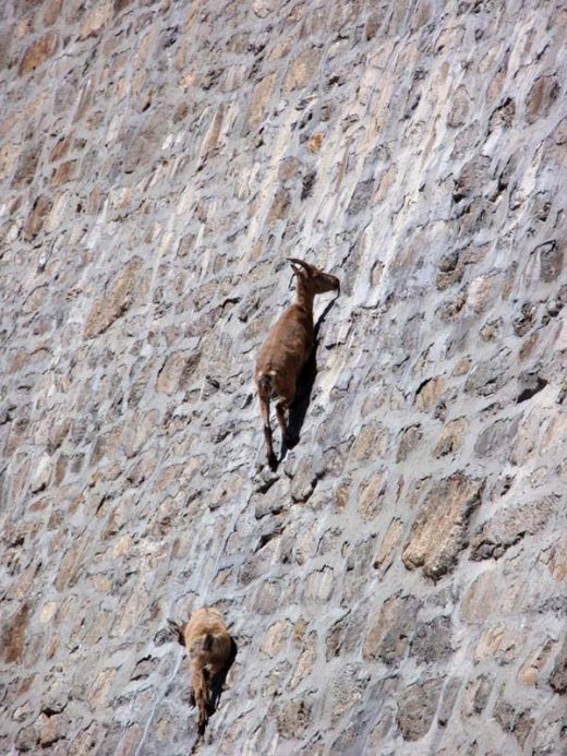 FOTO INCREDIBIL: Uita-te mai aproape la punctele de pe peretele acestui baraj din Italia. Spune-ne ce vezi:_5