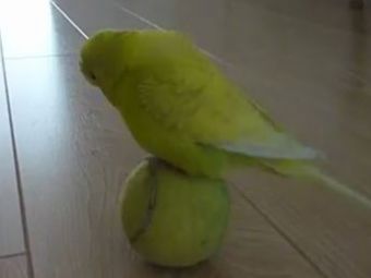 Papagalul care il face pe Robinho la biciclete cu mingea! :)) Vezi super VIDEO