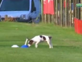 
	VIDEO! Super caterinca la antrenamentul Rapidului inainte de PSV: un caine le-a luat hainele si ghetele jucatorilor :)
