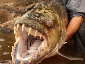 
	FOTO INCREDIBIL: Cele mai tari capturi din istorie la pescuit! 3 oameni nu pot sa tina in brate un monstru de 200 kg!
