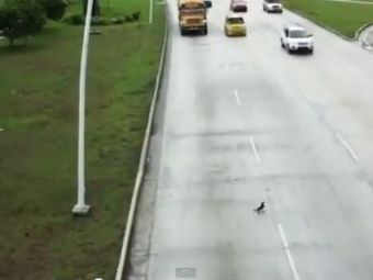 
	VIDEO: Unde e politia la faza asta? Un porumbel&nbsp;baut traverseaza autostrada prin loc nepermis!
