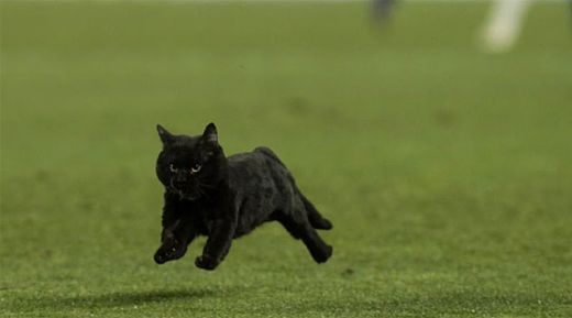 FABULOS! O pisica NEAGRA a rupt-o la fuga pe Camp Nou in timpul meciului! Nimeni n-a inteles nimic! VIDEO SF:_1