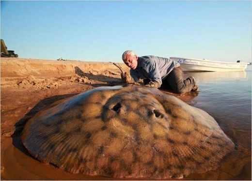 FOTO INCREDIBIL: Cei mai mari 20 de pesti din istorie, prinsi de un singur om! Un monstru de 220 kilograme a innebunit lumea!_18