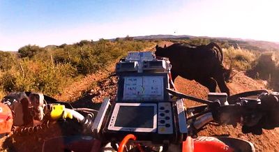
	VIDEO: Un bou da peste o vaca in cel mai stupid accident! Boul e ok, vaca a fugit de la locul intamplarii!
