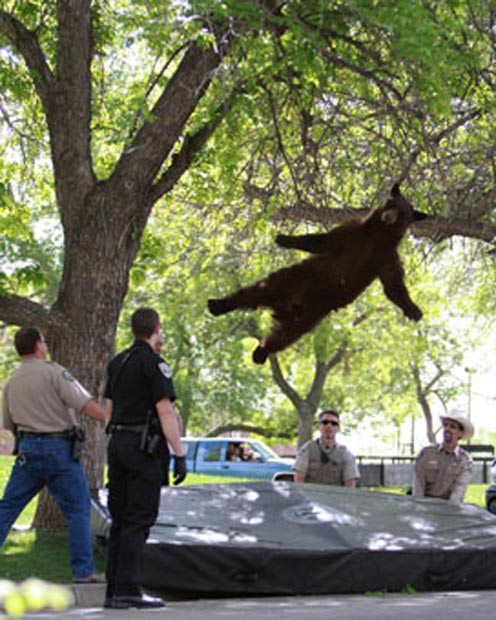 FABULOS! Un pui de urs a ramas blocat in copac! Vezi metoda GENIALA prin care l-au dat jos :)) SUPER FOTO  _1