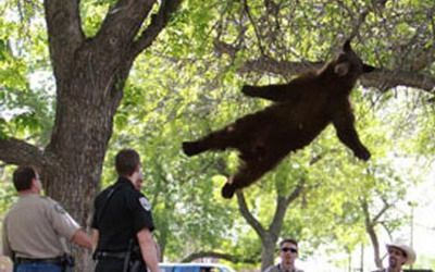 FABULOS! Un pui de urs a ramas blocat in copac! Vezi metoda GENIALA prin care l-au dat jos :)) SUPER FOTO  _2