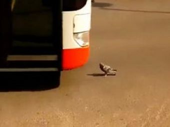 
	VIDEO: Porumbelul mentalist! Fata-n fata cu un autobuz care-l facea afis,&nbsp;a evitat moartea cu puterea gandului
