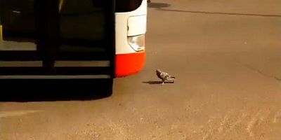 
	VIDEO: Porumbelul mentalist! Fata-n fata cu un autobuz care-l facea afis,&nbsp;a evitat moartea cu puterea gandului
