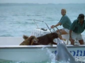 
	VIDEO FABULOS! Imaginile care au EMOTIONAT o lume intreaga! Povestea de dragoste dintre un caine si un delfin:
