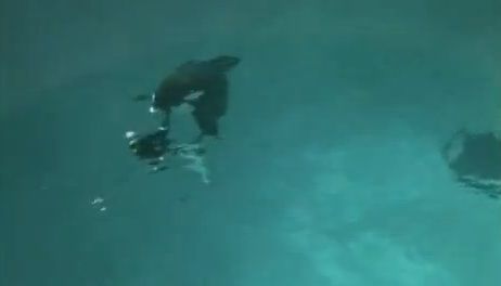 
	VIDEO TERIFIANT! O balena ucigasa isi ataca instructorul in bazin! A fost la un pas de o tragedie MONSTRUOASA! Video de 5 milioane de vizualizari

