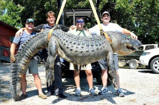 IMAGINI CRIMINALE! Un texan a prins un crocodil de 320 kg in 5 minute, cu mainile goale: "Era sa ma traga in apa" VIDEO_1