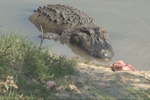 IMAGINI CRIMINALE! Un texan a prins un crocodil de 320 kg in 5 minute, cu mainile goale: "Era sa ma traga in apa" VIDEO_2