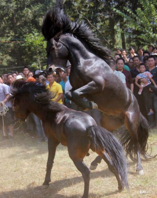 VIDEO O planeta intreaga este SOCATA! Chinezii au inventat un sport absolut BARBAR! Luptele de cai fac ravagii printre pariori!_2