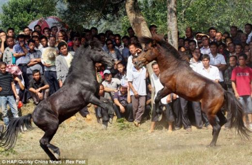 VIDEO O planeta intreaga este SOCATA! Chinezii au inventat un sport absolut BARBAR! Luptele de cai fac ravagii printre pariori!_3
