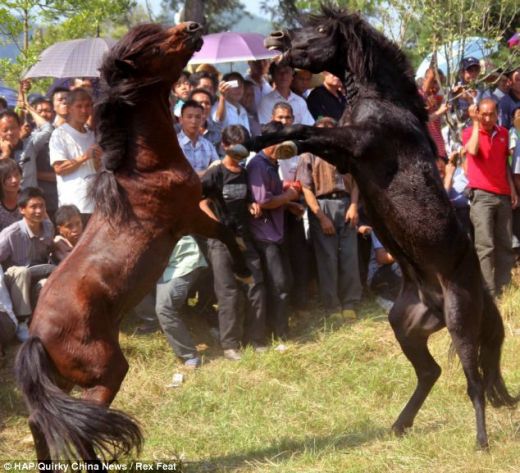 VIDEO O planeta intreaga este SOCATA! Chinezii au inventat un sport absolut BARBAR! Luptele de cai fac ravagii printre pariori!_4