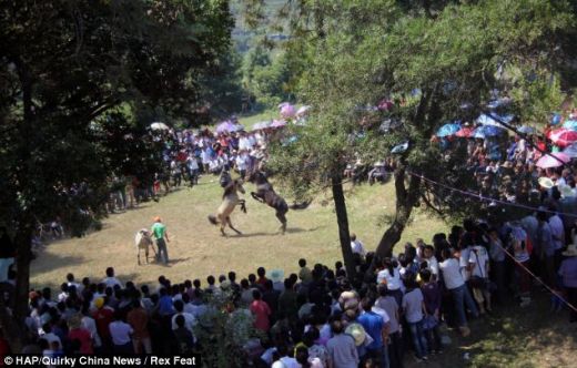 VIDEO O planeta intreaga este SOCATA! Chinezii au inventat un sport absolut BARBAR! Luptele de cai fac ravagii printre pariori!_5