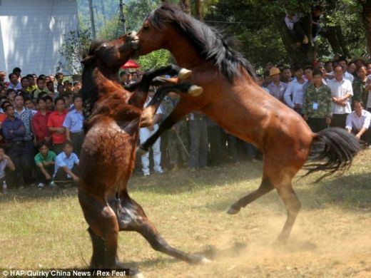 VIDEO O planeta intreaga este SOCATA! Chinezii au inventat un sport absolut BARBAR! Luptele de cai fac ravagii printre pariori!_6