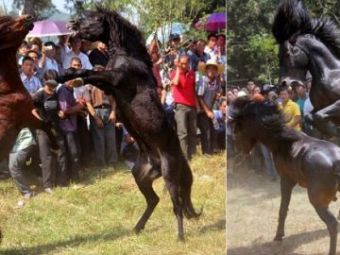 
	VIDEO O planeta intreaga este SOCATA! Chinezii au inventat un sport absolut BARBAR! Luptele de cai fac ravagii printre pariori! 
