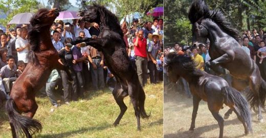 
	VIDEO O planeta intreaga este SOCATA! Chinezii au inventat un sport absolut BARBAR! Luptele de cai fac ravagii printre pariori! 
