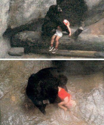GESTUL unei gorile te pune pe ganduri: "Asta e om, nu maimuta!" Ce a facut cand un copil a CAZUT in groapa PLINA cu GORILE FURIOSE!_2