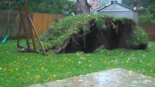 VIDEO Imagini ULUITOARE! Cum a fost SMULS un copac din radacina de Uraganul Sandy! &quot;L-am crescut 50 de ani!&quot;