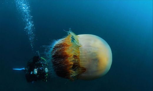 ALERTA in Japonia! Apele au fost invadate de MEDUZE GIGANT de 140 kg care OMOARA pestii! FOTO:_1