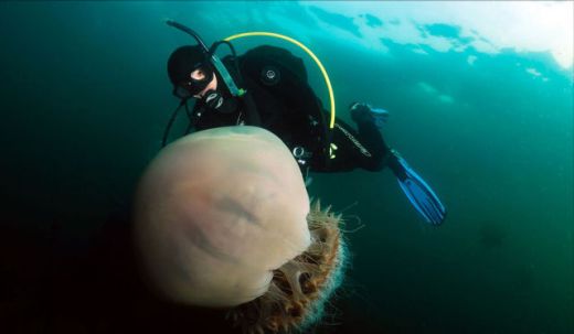 ALERTA in Japonia! Apele au fost invadate de MEDUZE GIGANT de 140 kg care OMOARA pestii! FOTO:_3